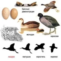 изглежда патица