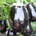 маска персия