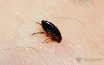 човешки котешки