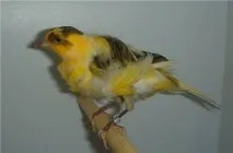 канарски любимци