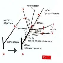 Вісник садівника - КЛУБИ БЕРЕЗНЯ ЧИ ВМІЄТЕ ВИ ОБРЕЗАТИ ПЛОДОВІ ДЕРЕВА садівника