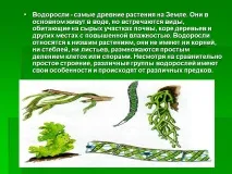 Водорості - найдавніші рослини на Землі землі