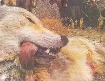 кръв хиляди вълци