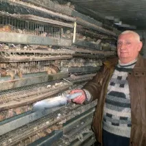 алексеевски пъдпъдъци