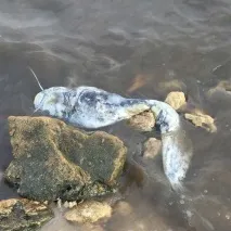 затоці