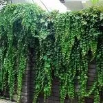 растения растения