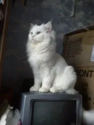 котки съобщения