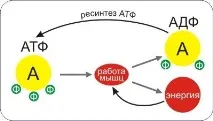 мускул работещ
