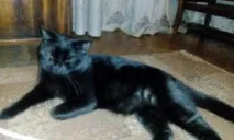 чифтосване котки