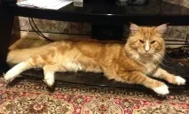 чифтосване котки