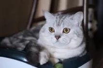 съобщения чифтосване