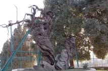 У Хевроні намагаються врятувати від загибелі біблійний Мамврійський дуб, Православ’я та мир врятувати