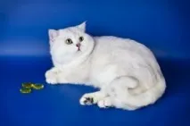 чифтосване съобщения