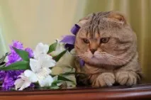съобщения чифтосване