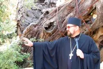 У Хевроні намагаються врятувати від загибелі біблійний Мамврійський дуб, Православ’я та мир хевроні