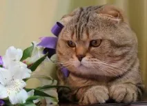 съобщения котки