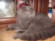 чифтосване котки