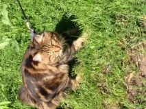 котки съобщения