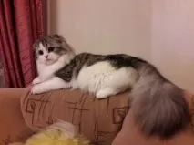 котки чифтосване