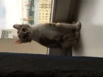 чифтосване чифтосване