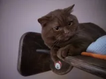чифтосване котки