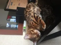 котки котки