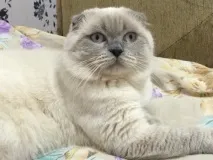 котки чифтосване