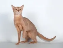 котки чифтосване