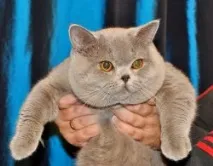 чифтосване съобщения