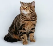 чифтосване котки
