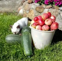 Отруйні рослини для кішки, Leopold Bloom Cattery рослини