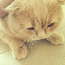 котки котки