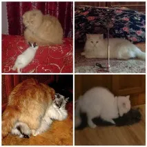 съобщения чифтосване
