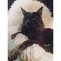 чифтосване котки