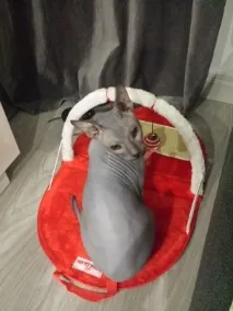 съобщения котки
