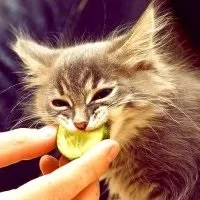 Цікава котяча дієтологія. котяча