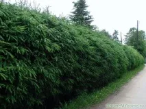 растящ многогодишен