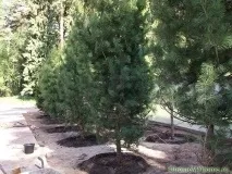 бързо плет