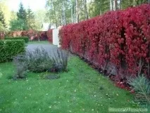 растящ плет