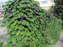плет растящ