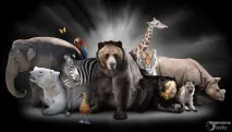 огледала зловещите