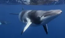 които избиват