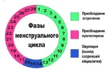 2 овуляції в одному циклі правда чи вигадка овуляції