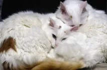 Анатолійська кішка опис породи, характер, фото, Кіт і Кішка кішка
