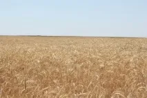 Адміністрація Адиковського СМО Республіки Калмикія, Загальна інформація загальна