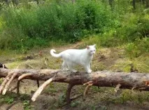 Анатолійська кішка опис породи, характер, фото, Кіт і Кішка анатолійська