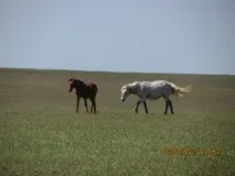 Адміністрація Адиковського СМО Республіки Калмикія, Загальна інформація інформація