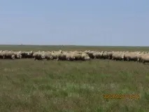 Адміністрація Адиковського СМО Республіки Калмикія, Загальна інформація адміністрація