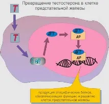 Аденома простати, Клініка урології Першого МДМУ ім. першого