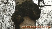 chaga гъби